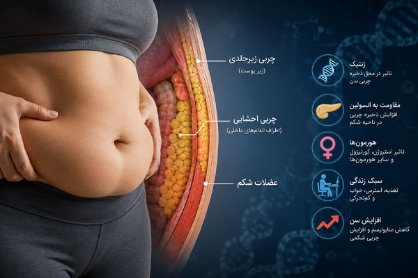 چرا بعضی افراد فقط از شکم چاق می‌شوند؟